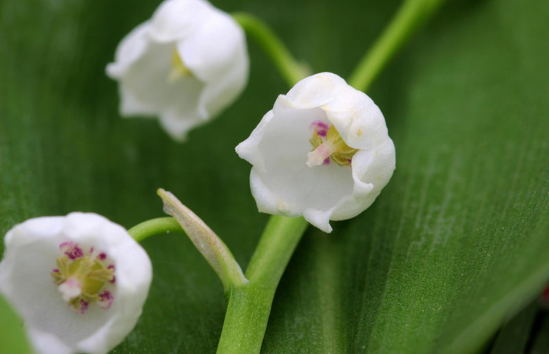 Convallaria Majalis Flower seeds for Planting Wildflower Mix Heirloom & GMO Free Seeds for Home Garden