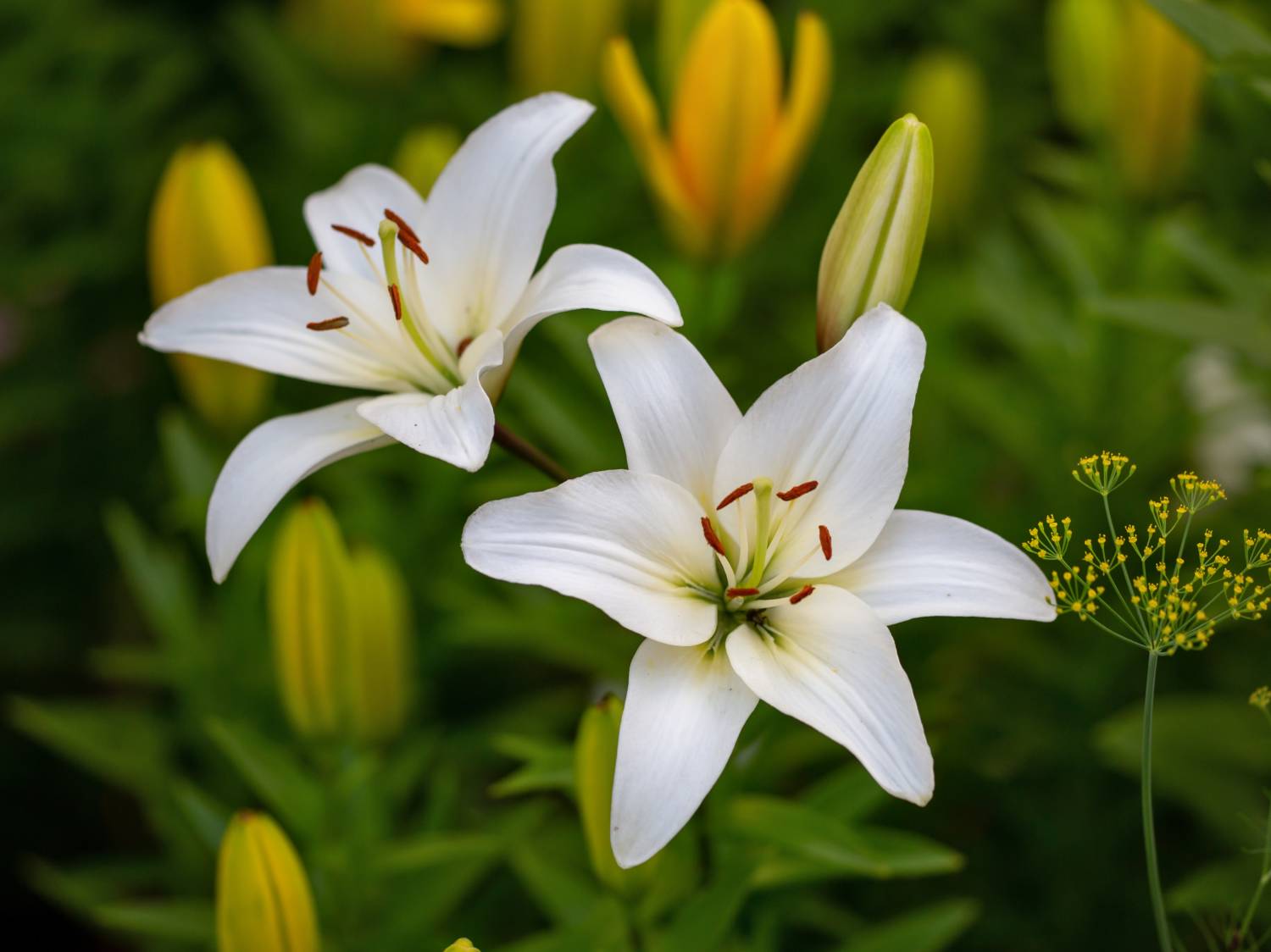 Lilium Flower seeds for Planting - Low Maintenance, Heirloom & GMO Free Seeds for Home Garden