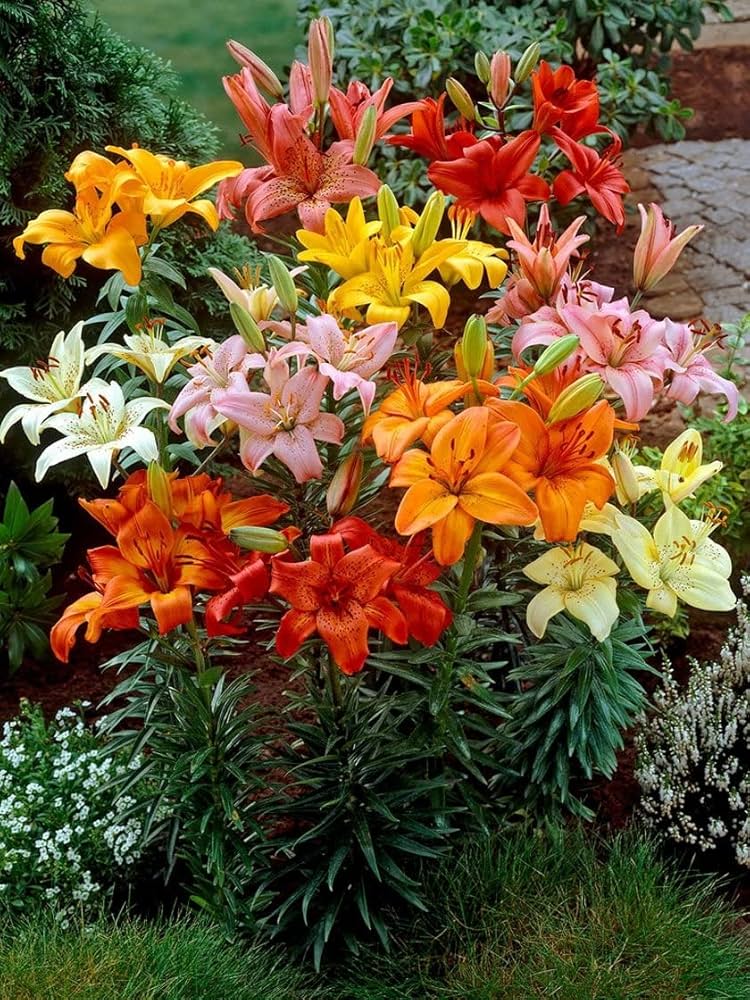 Lilium Flower seeds for Planting Garden Favorite Heirloom & GMO Free Seeds for Home Garden