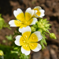 Yellow White Limnanthes Douglasii Flower seeds for Planting - Drought Tolerant, Heirloom & GMO Free Seeds for Home Garden