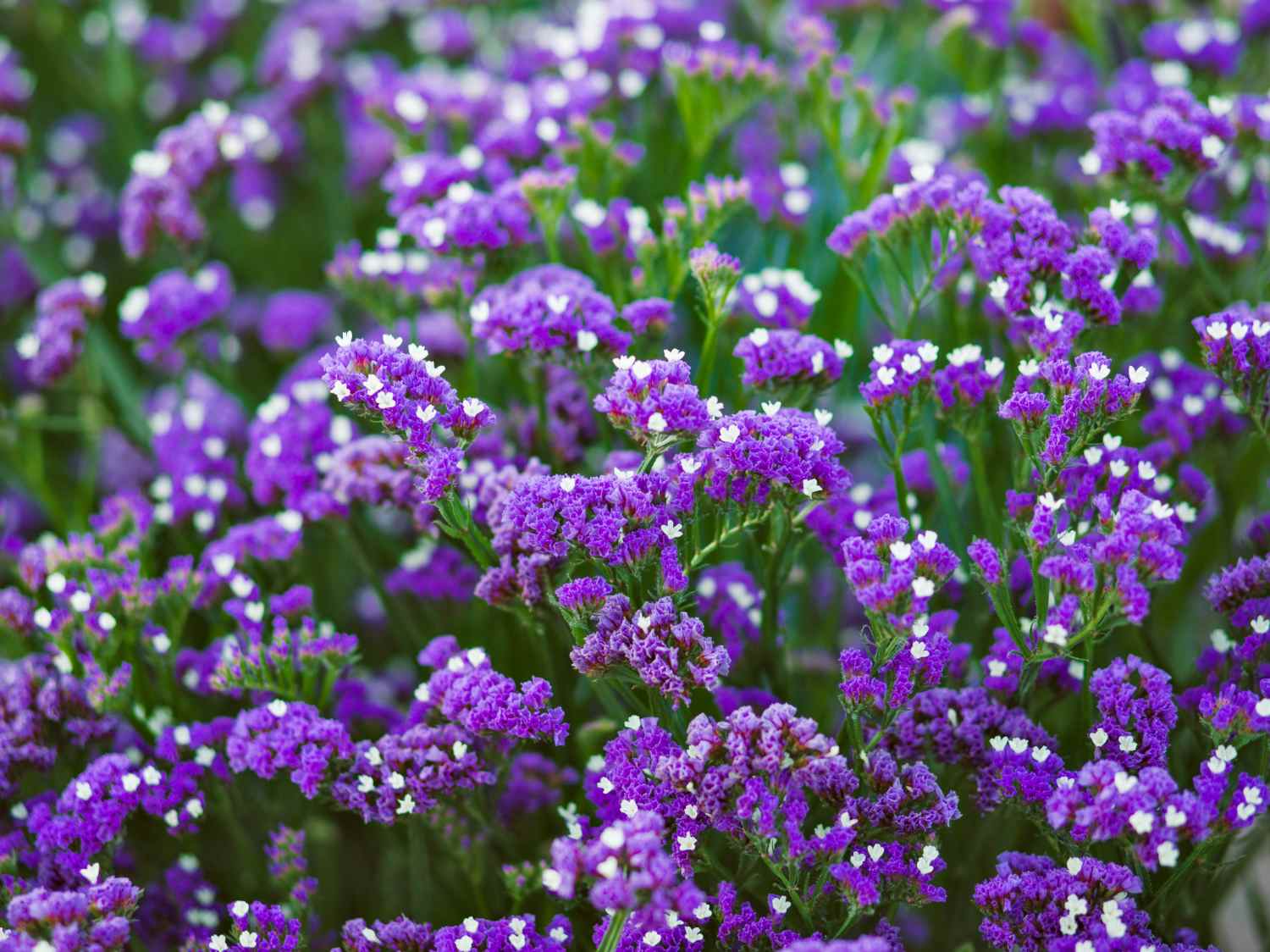 Sea Lavender Flower seeds for Planting - Long Bloom Season, Heirloom & GMO Free Seeds for Home Garden