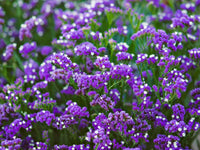 Sea Lavender Flower seeds for Planting - Long Bloom Season, Heirloom & GMO Free Seeds for Home Garden