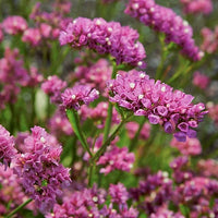 Limonium Flower seeds for Planting Hardy Variety Heirloom & GMO Free Seeds for Home Garden