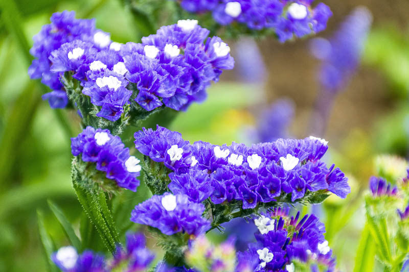 Statice Blue River Flower seeds for Planting - Drought Tolerant, Heirloom & GMO Free Seeds for Home Garden