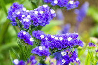 Statice Blue River Flower seeds for Planting - Drought Tolerant, Heirloom & GMO Free Seeds for Home Garden