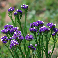 Statice Purple Anziehung Seeds for Stunning Purple Statice Flowers