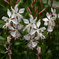 Lindheimeri Flower seeds for Planting - Pollinator Friendly, Heirloom & GMO Free Seeds for Home Garden