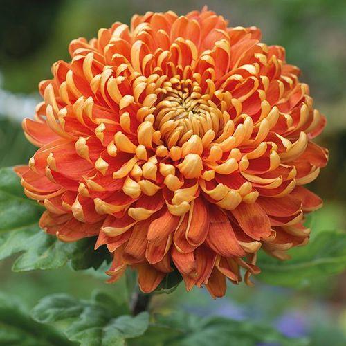 Orange Red Chrysanthemum Flower seeds for Planting Cut Flower Favorite Heirloom & GMO Free Seeds for Home Garden 
 
 Sale