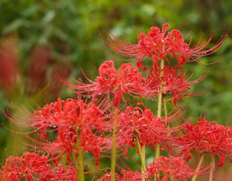 Pale Pink Higanbana Flower seeds for Planting Seasonal Bloomer Heirloom & GMO Free Seeds for Home Garden