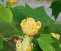 Liriodendron Flower seeds for Planting - Drought Tolerant, Heirloom & GMO Free Seeds for Home Garden