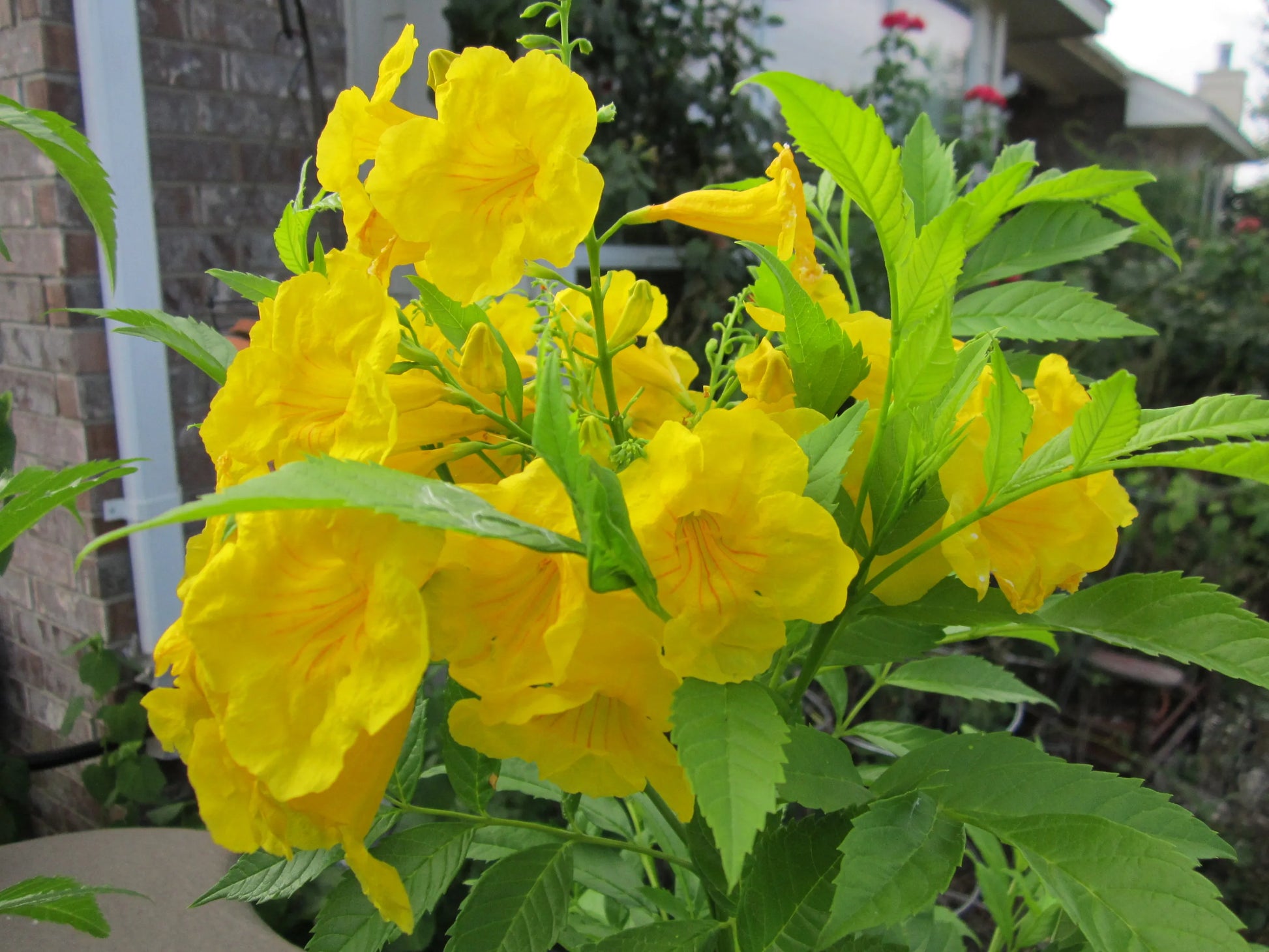 Esperanza Flower seeds for Planting Wildflower Mix Heirloom & GMO Free Seeds for Home Garden