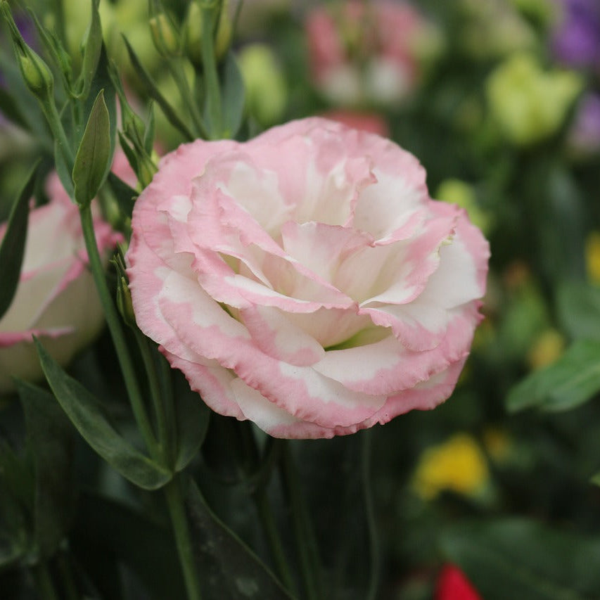 Peach Eustoma (Lisianthus) Flower seeds for Planting Compact Growth Heirloom & GMO Free Seeds for Home Garden
 
 Sale