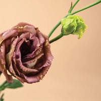Rosanne 3 Brown Pelleted Lisianthus Flowers Seeds for Planting Heirloom and NonGMO Seeds for Home Garden 
 
 Sale