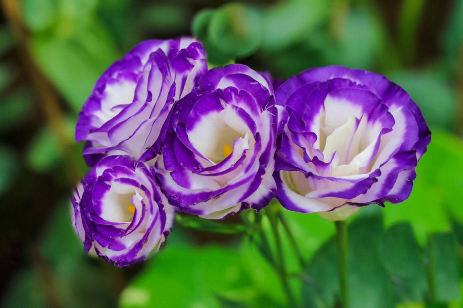 Purple Lisianthus Flower seeds for Planting Drought Tolerant Heirloom & GMO Free Seeds for Home Garden 
 
 Sale