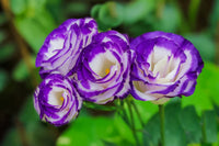 Purple Lisianthus Flower seeds for Planting Drought Tolerant Heirloom & GMO Free Seeds for Home Garden 
 
 Sale