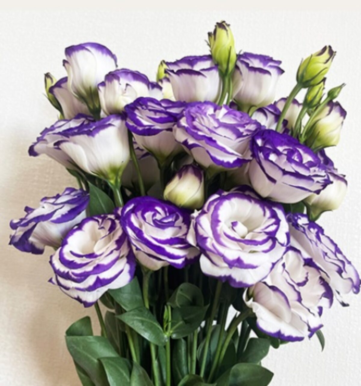 Mixed Lisianthus Echo Flower seeds for Planting - Compact Growth, Heirloom & GMO Free Seeds for Home Garden