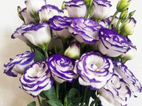 Mixed Lisianthus Echo Flower seeds for Planting - Compact Growth, Heirloom & GMO Free Seeds for Home Garden