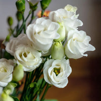 White Lisianthus Flower seeds for Planting - Pollinator Friendly, Heirloom & GMO Free Seeds for Home Garden