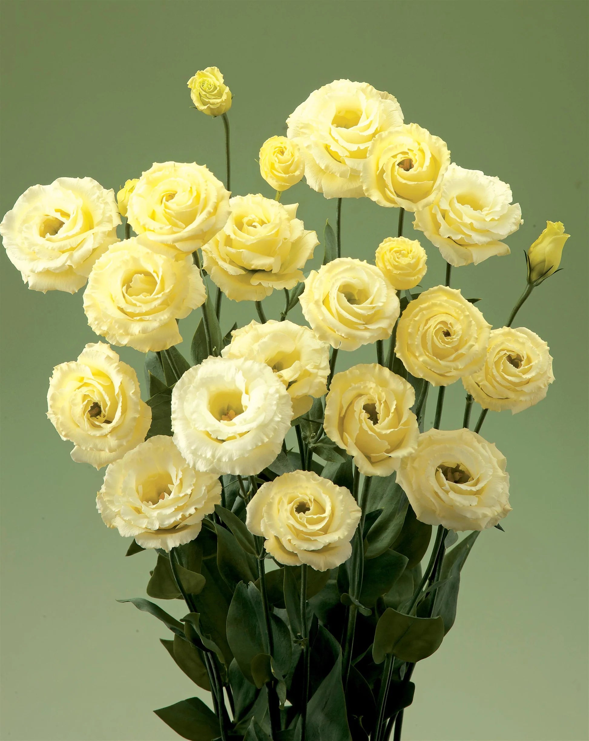 Light Yellow Eustoma (Lisianthus) Flower Seeds for Planting Heirloom NONGMO Seeds Wildflower Mix 
 
 Sale