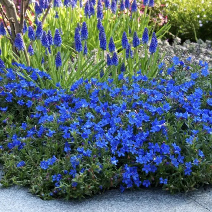 Aubrieta Blue Rock Cress Flower seeds for Planting - Low Maintenance, Heirloom & GMO Free Seeds for Home Garden