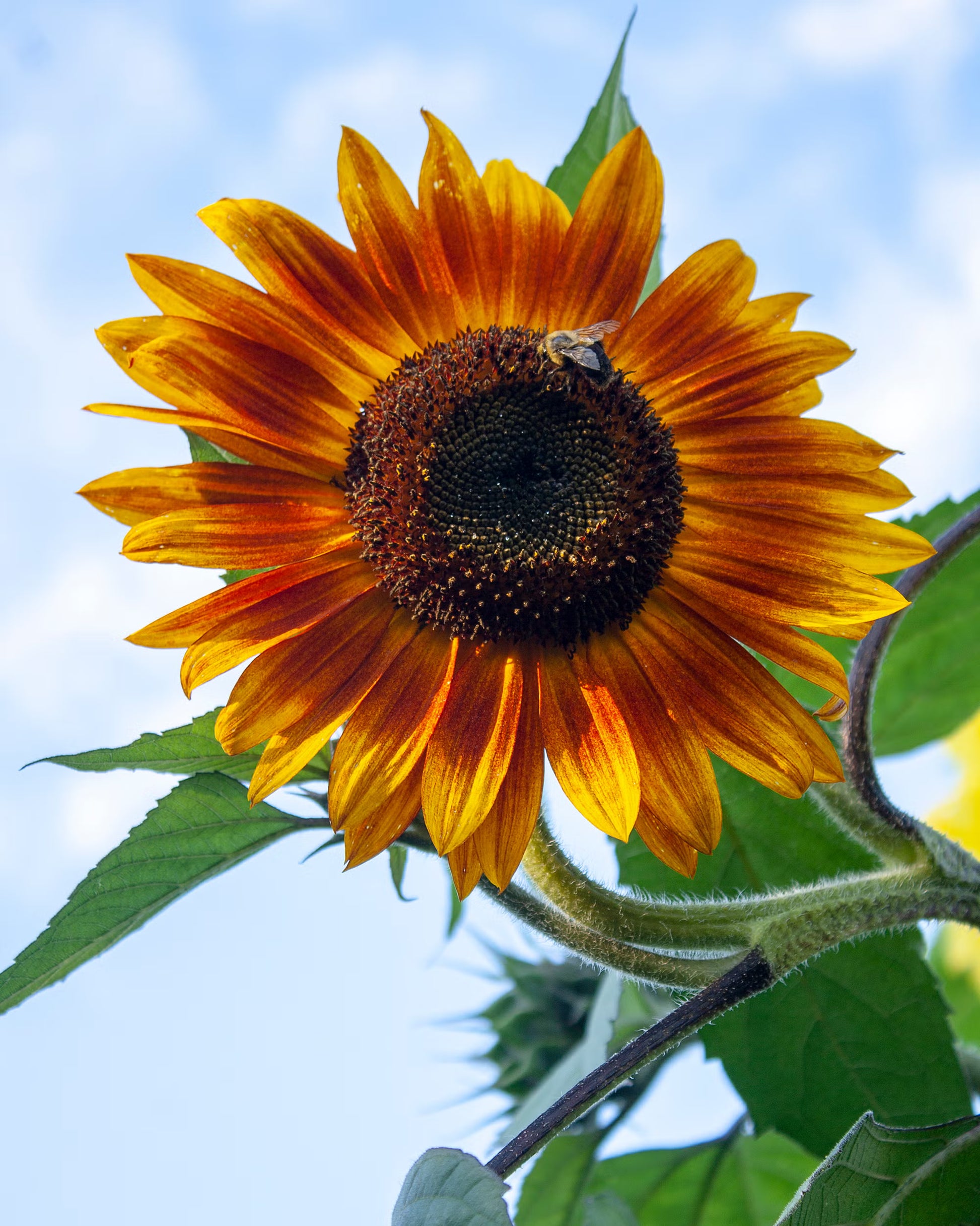 Orange Mini Sunflower Seeds for Planting, Heirloom Non-GMO Garden Seeds for Cut Flowers