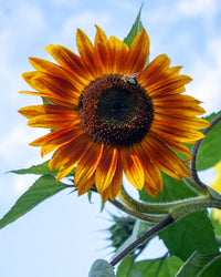 Orange Mini Sunflower Seeds for Planting, Heirloom Non-GMO Garden Seeds for Cut Flowers