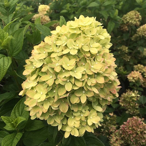 Green Pink Hydrangea Flower seeds for Planting - Hardy Variety, Heirloom & GMO Free Seeds for Home Garden
