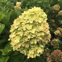 Green Pink Hydrangea Flower seeds for Planting - Hardy Variety, Heirloom & GMO Free Seeds for Home Garden
