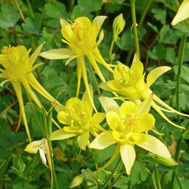 Aquilegia Chrysantha Flower seeds for Planting Sun Loving Heirloom & GMO Free Seeds for Home Garden 
 
 Sale