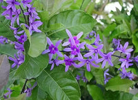 Ivy Flower seeds for Planting - Wildflower Mix, Heirloom & GMO Free Seeds for Home Garden