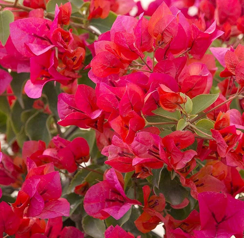 Brick Pink Bougainvillea Flower Seeds for Planting – Long Bloom Season Heirloom & NonGMO Seeds for Home Garden
Sale