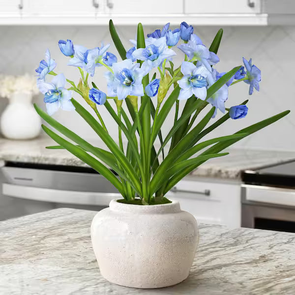 Blue and White Daffodils Flower Seeds for Planting