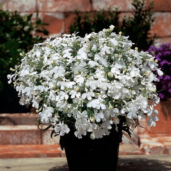 Lobelia Pendula White Lady Cascade Flower seeds for Planting - Long Bloom Season, Heirloom & GMO Free Seeds for Home Garden