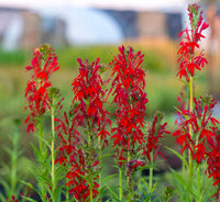 Cardinal Flower seeds for Planting Long Bloom Season Heirloom & GMO Free Seeds for Home Garden 
 
 Sale