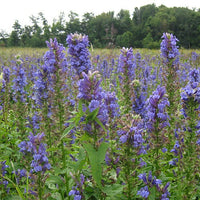 Blue Cardinal Flower seeds for Planting - Fragrant Blossoms, Heirloom & GMO Free Seeds for Home Garden