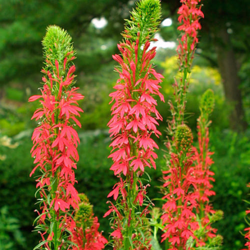 Cardinal Flower seeds for Planting - Fragrant Blossoms, Heirloom & GMO Free Seeds for Home Garden
