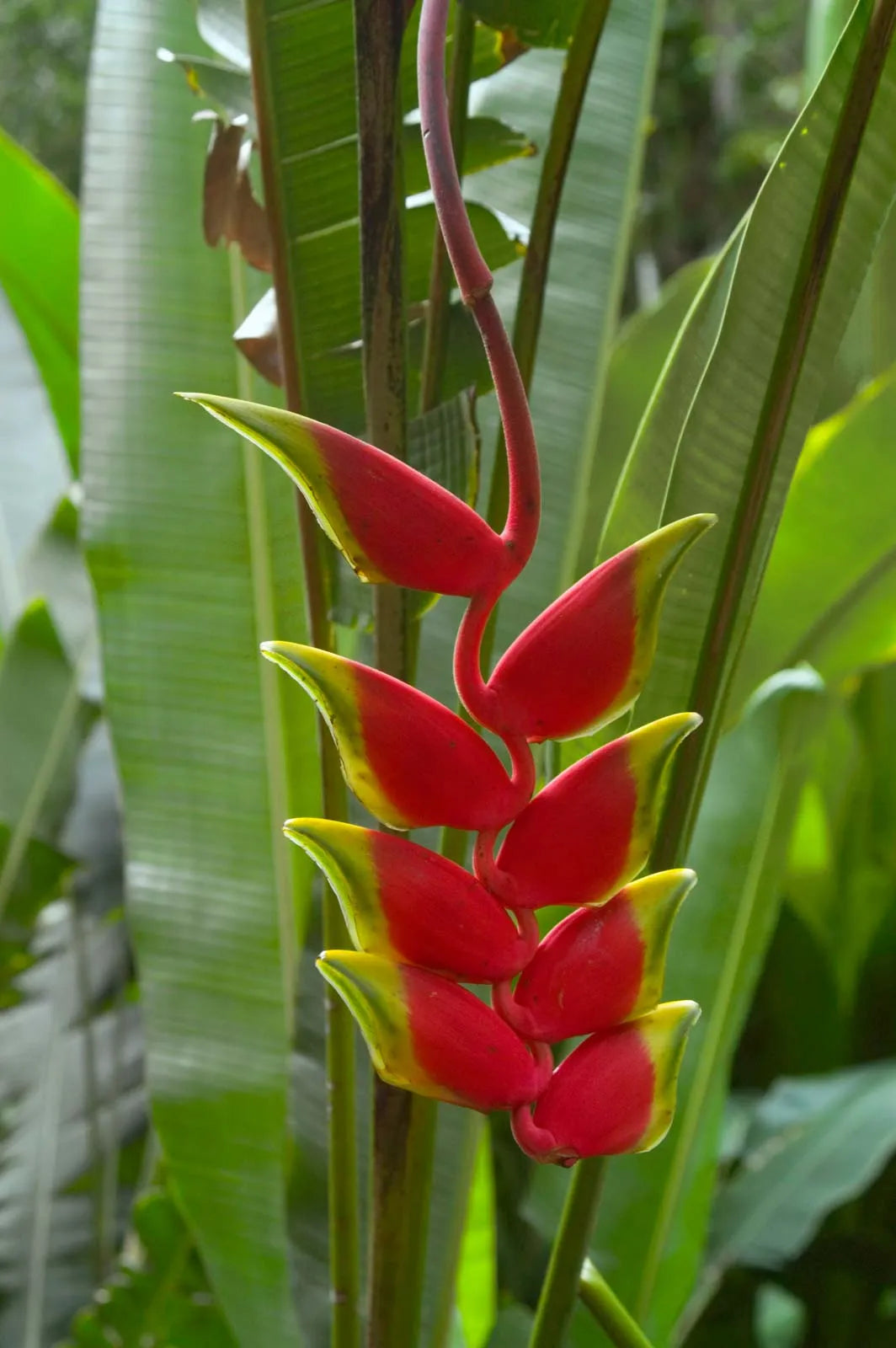 Heliconia Flower seeds for Planting Perfect for Borders Heirloom & GMO Free Seeds for Home Garden