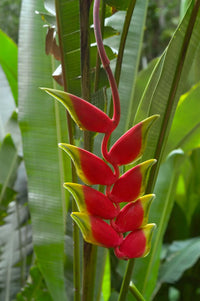 Heliconia Flower seeds for Planting Perfect for Borders Heirloom & GMO Free Seeds for Home Garden