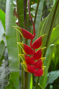 Heliconia (Heliconia Harlingii) seeds for planting in home garden