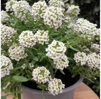 Lobularia Flower seeds for Planting Shade Tolerant Heirloom & GMO Free Seeds for Home Garden