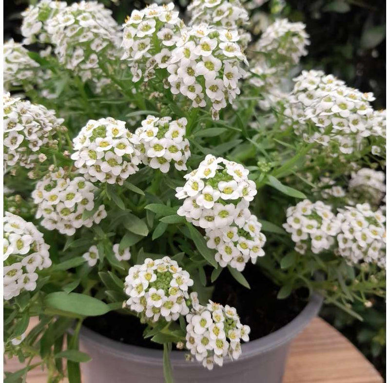 Lobularia Flower seeds for Planting Shade Tolerant Heirloom & GMO Free Seeds for Home Garden