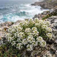 Lobularia Flower seeds for Planting Shade Tolerant Heirloom & GMO Free Seeds for Home Garden