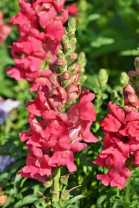 Snapdragon Flower seeds for Planting - Bright Blooms, Heirloom & GMO Free Seeds for Home Garden