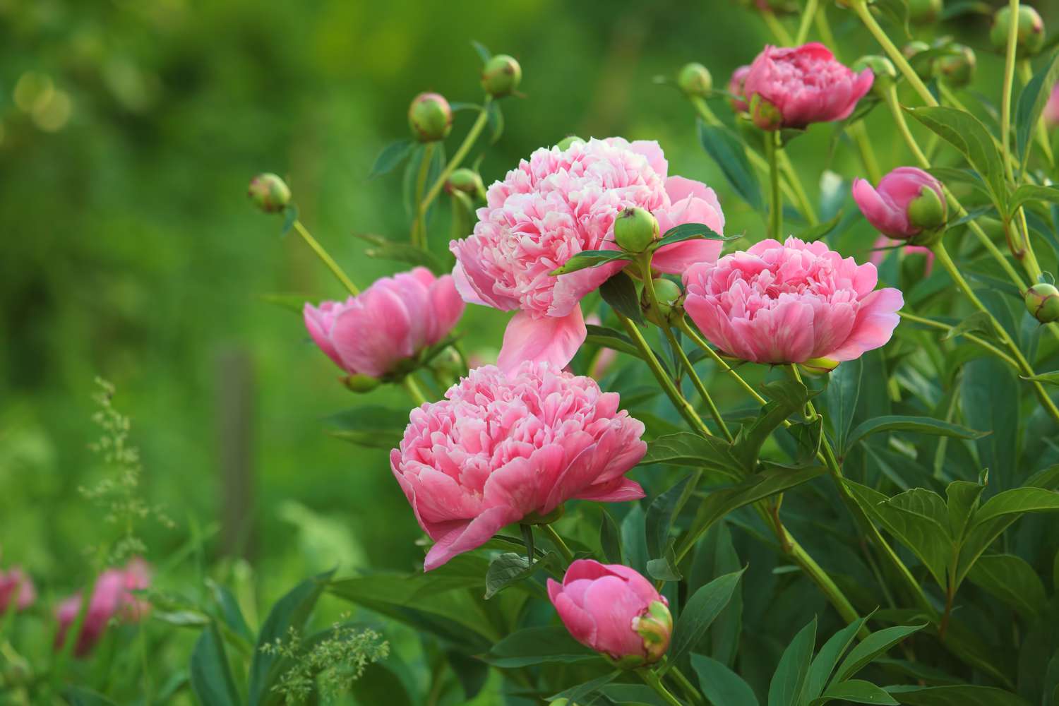 Perennial Flower seeds for Planting Cottage Garden Essential Heirloom & GMO Free Seeds for Home Garden