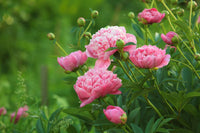 Perennial Flower seeds for Planting Cottage Garden Essential Heirloom & GMO Free Seeds for Home Garden