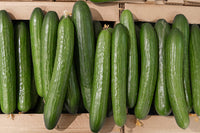 Long Green Improved Cucumber Seeds Cucumis sativus slicing variety