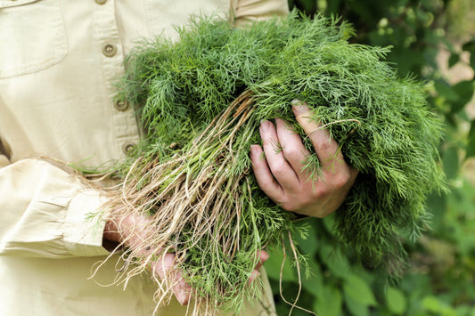 Long Island Mammoth Dill seeds Anethum graveolens producing tall aromatic plants
