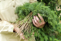 Long Island Mammoth Dill seeds Anethum graveolens producing tall aromatic plants