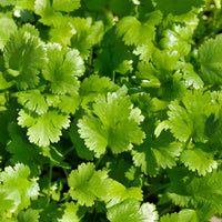 Green Santo Cilantro Vegetable Planting Seeds
