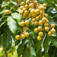 Longan seed germination and planting guide